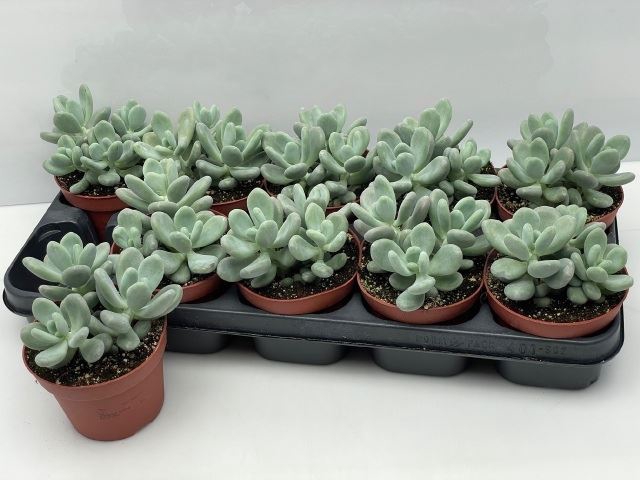 <h4>Pachyphytum oviferum</h4>