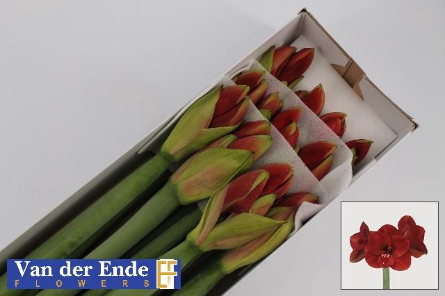 <h4>Hipp Ga Ferrari</h4>