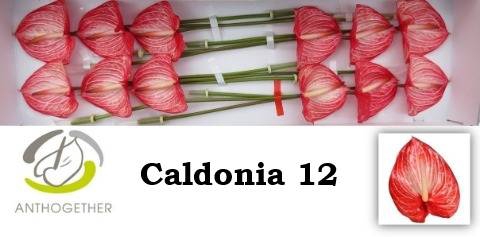 <h4>ANTH A CALDONIA</h4>