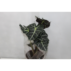 ALOCASIA POLLY P17