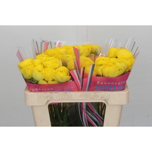 Ranunculus Romance Kitila