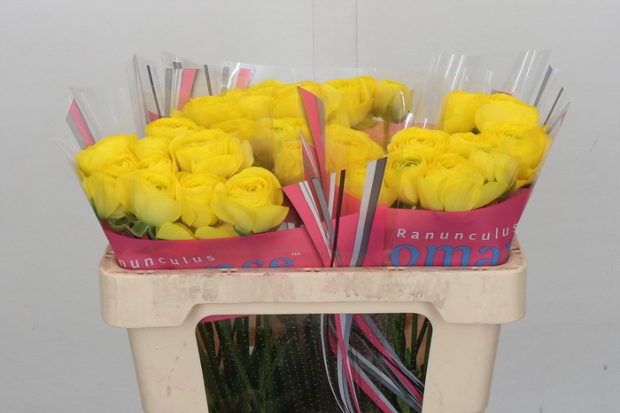 <h4>Ranunculus Romance Kitila</h4>