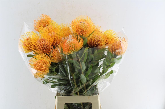 <h4>Leuco Co Soleil Xl</h4>