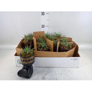 Arr.   Kamerplant Groen L%