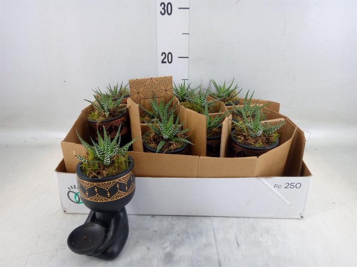 <h4>Arr. Kamerplant Groen L%</h4>