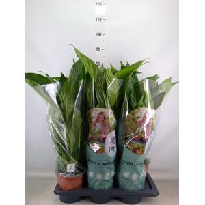 Spathiphyllum  'Bingo Cupido'