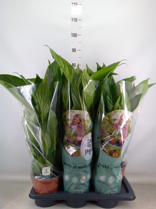 <h4>Spathiphyllum  'Bingo Cupido'</h4>