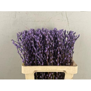Salix Snowflake 60cm Milka
