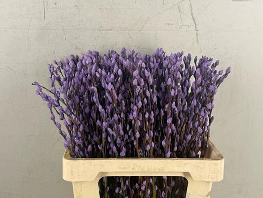 <h4>Salix Snowflake 60cm Milka</h4>