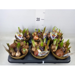 Bolbloemen   ...mix in pot