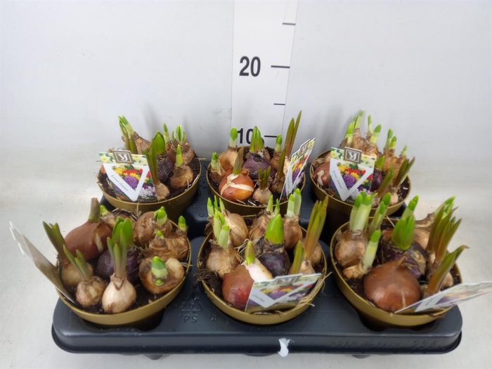 <h4>Bolbloemen   ...mix in pot</h4>