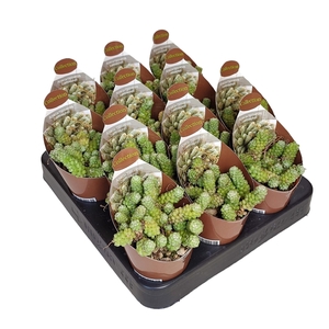 ANACAMPSEROS BAESECKEI - COLLECTION - POT Ø 6,5 WITH POTCOVER (SUCCULENTEN)