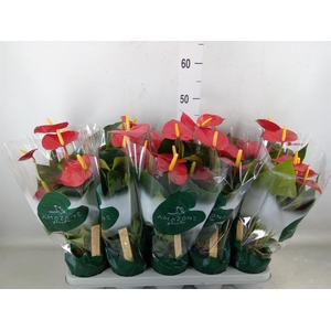 Anthurium andr. 'Aroha'