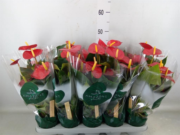 <h4>Anthurium andr. 'Aroha'</h4>