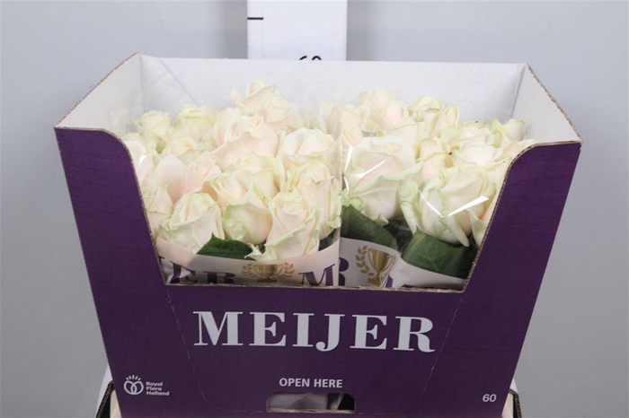 <h4>R Gr Dorchester+</h4>