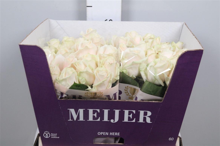 <h4>R Gr Dorchester+</h4>