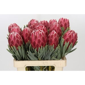 Protea Venus