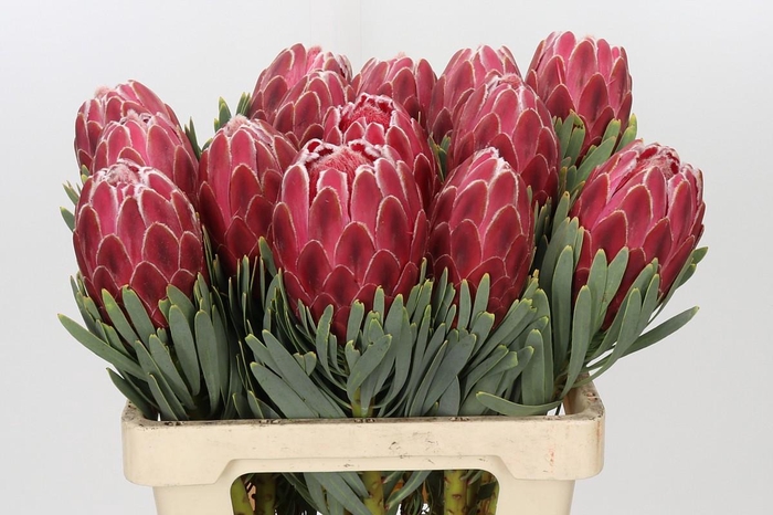 <h4>Protea Venus</h4>