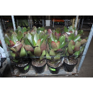 BROMELIA IMPERIAL P27 VERDE/VERMELHO