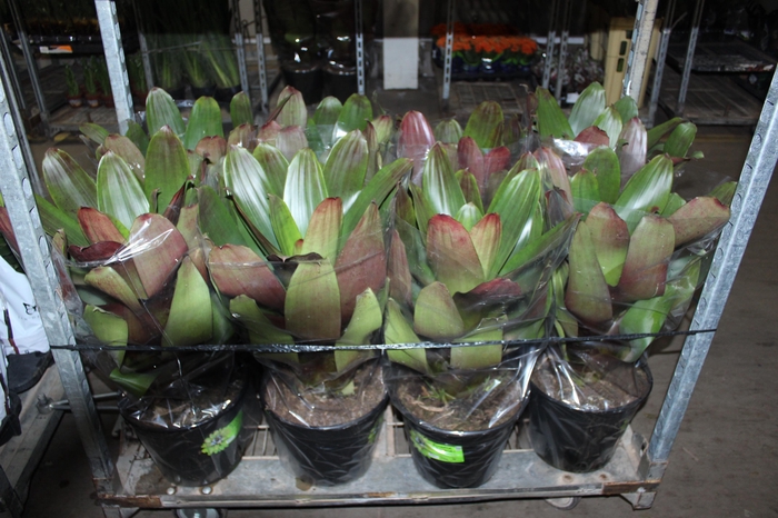 <h4>BROMELIA IMPERIAL P27 VERDE/VERMELHO</h4>
