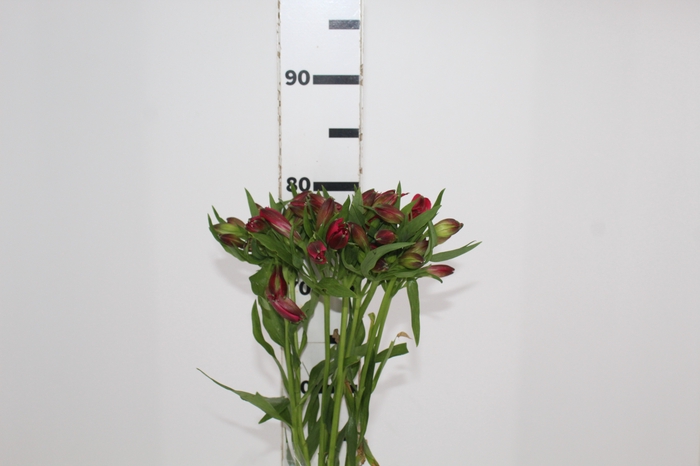 <h4>ALSTROEMERIA MARIAN 080 CM VERMELHO</h4>