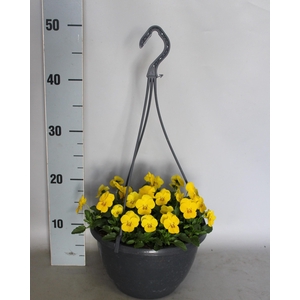 Hangpot 23 cm Viola cornuta yellow