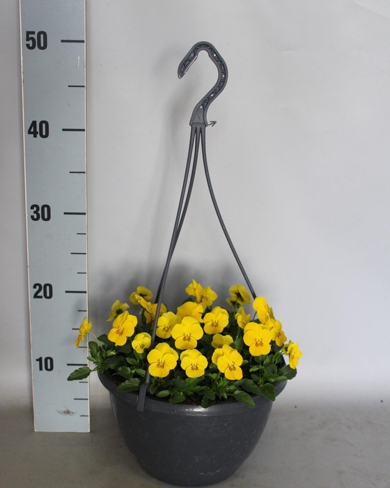 <h4>Hangpot 23 cm Viola cornuta yellow</h4>