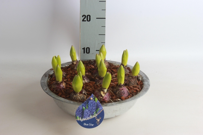 <h4>ARR HYACINTH</h4>