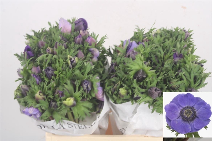 <h4>ANEMONE MISTRAL BLUE</h4>
