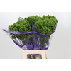 Trachelium Jade