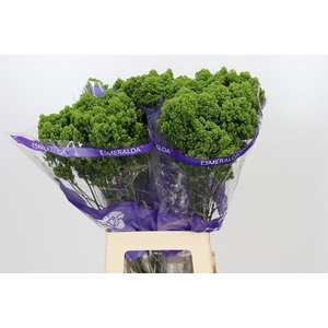 Trachelium Jade