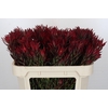 Leucadendron Blush Spray