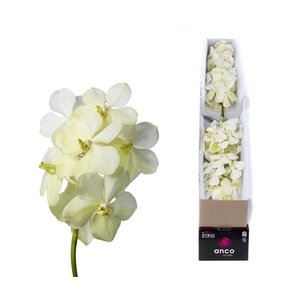 Vanda Tayanee White X4