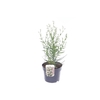 Gypsophila pan. Summer Sparkles