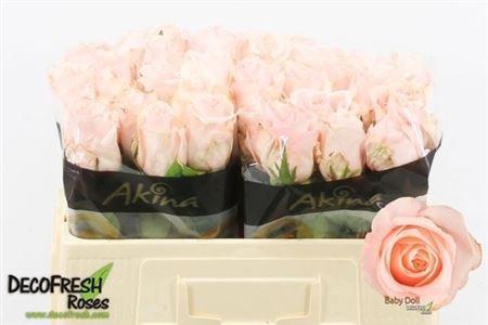 <h4>Rosa Baby Doll</h4>