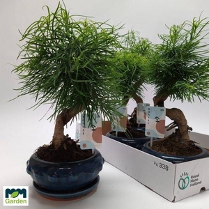 BONSAI OV