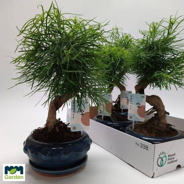 <h4>BONSAI OV</h4>