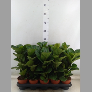 Ficus lyrata 'Bambino'