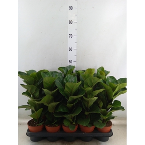 Ficus lyrata 'Bambino'