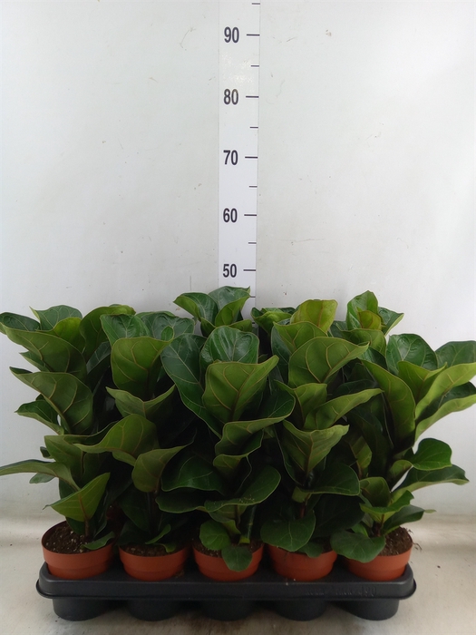 <h4>Ficus lyrata 'Bambino'</h4>