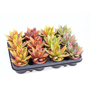 ECHEV CHAMELEON SPECIAL