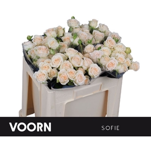 R Tr Sofie Voorn