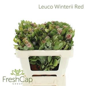 Leuco Winteri Buds