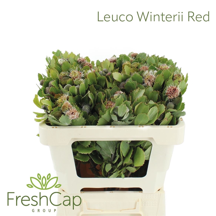 <h4>Leuco Winteri Buds</h4>