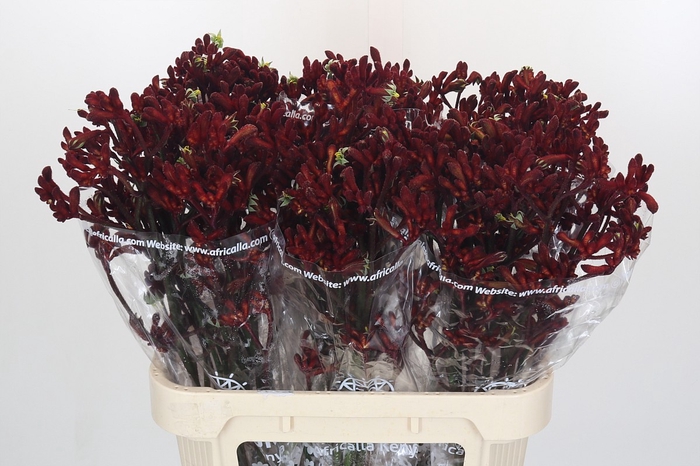 Anigozanthos Early Spring