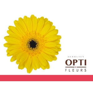 GE GR DON LEO-Doosx25