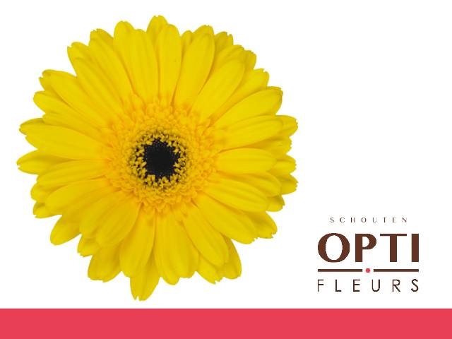 <h4>GE GR DON LEO-Doosx25</h4>