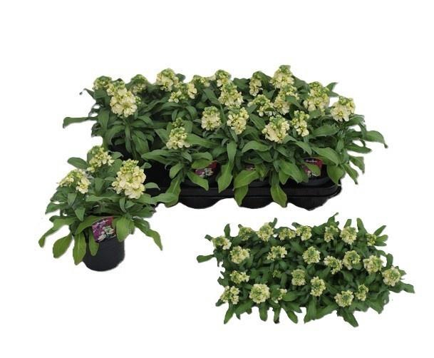 <h4>MATT CINDER YELLOW</h4>