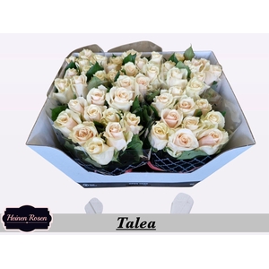 R GR TALEA+