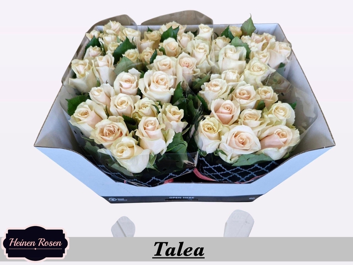 <h4>R GR TALEA+</h4>